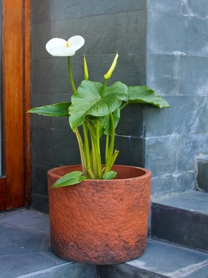 Cala XL (Zantedeschia Aethiopica)
