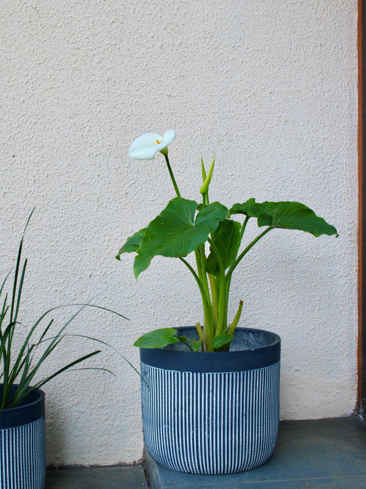 Cala XL (Zantedeschia Aethiopica)