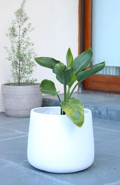 Flor Del Pájaro L (Strelitzia Reginae)