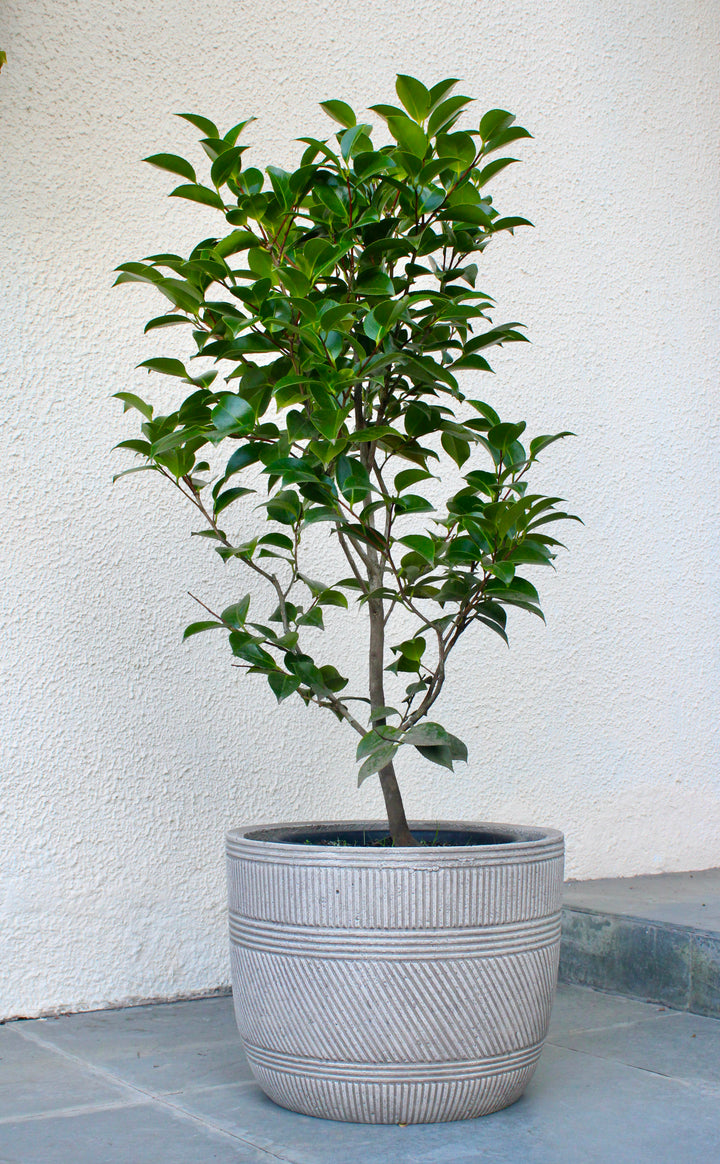 Celia XL (Camelia)