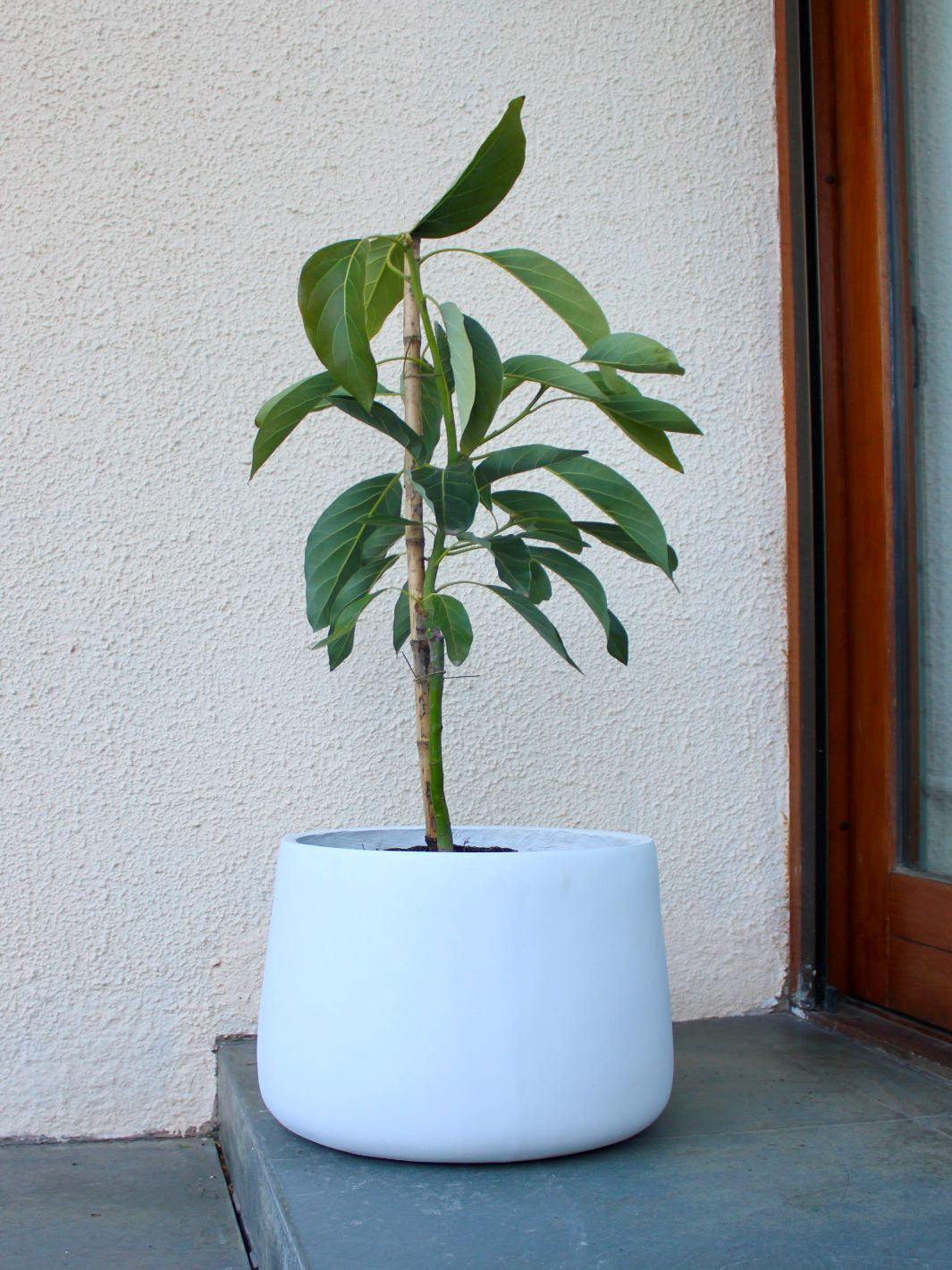 Paco (Palto Hass)
