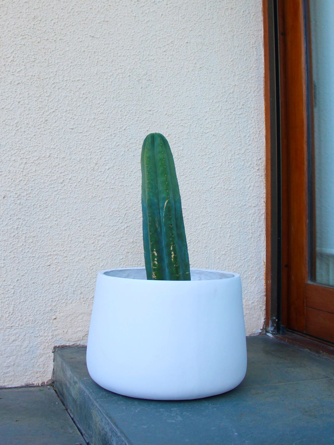 Pedro L (Cactus San Pedro)