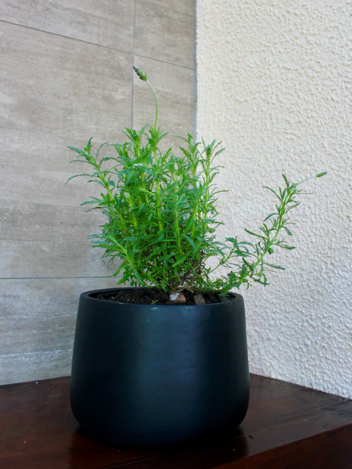 Laura (Lavanda)