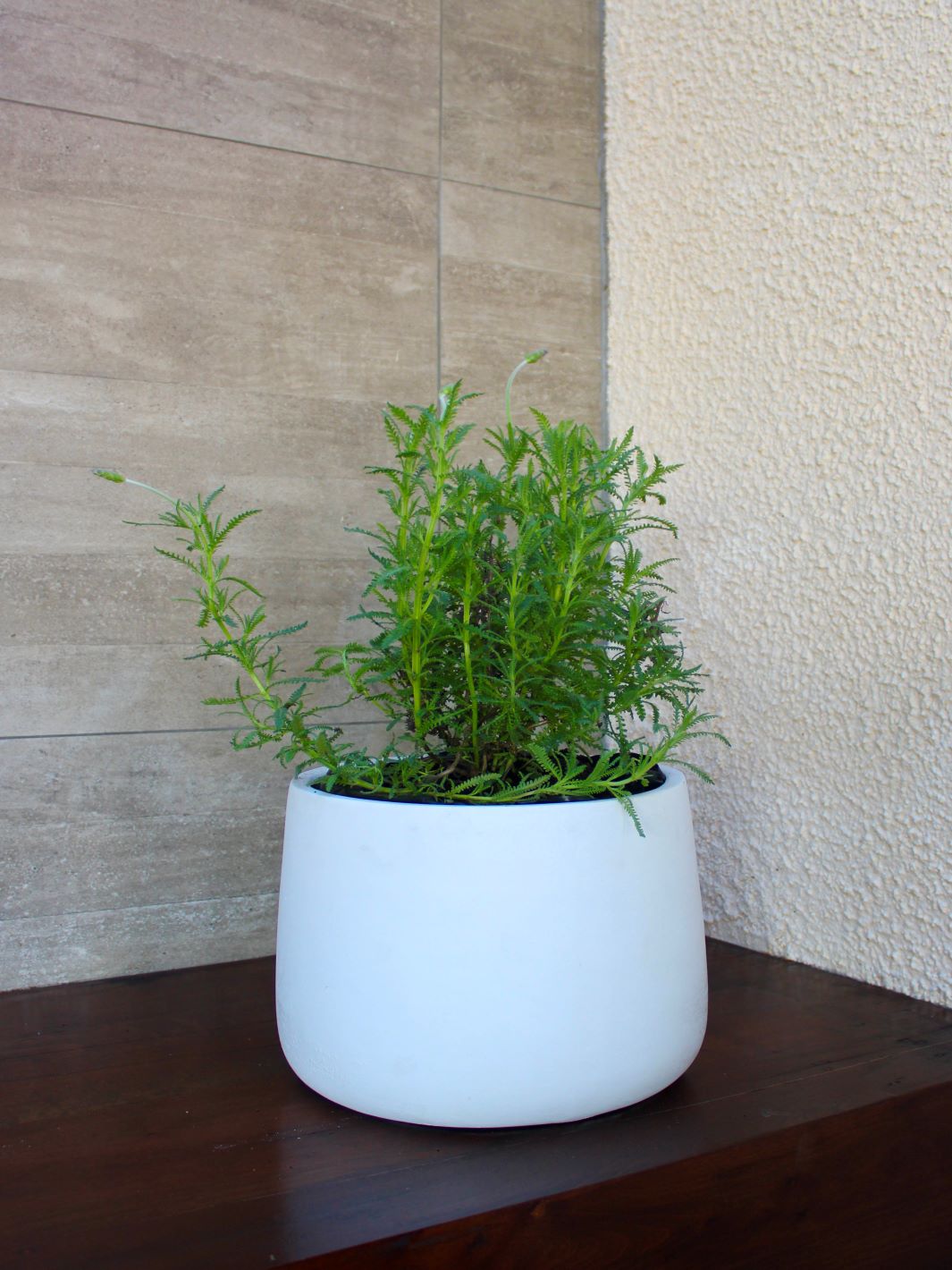 Laura (Lavanda)