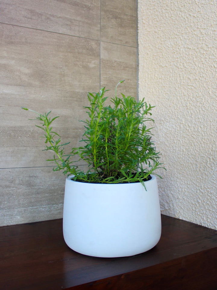 Laura (Lavanda)
