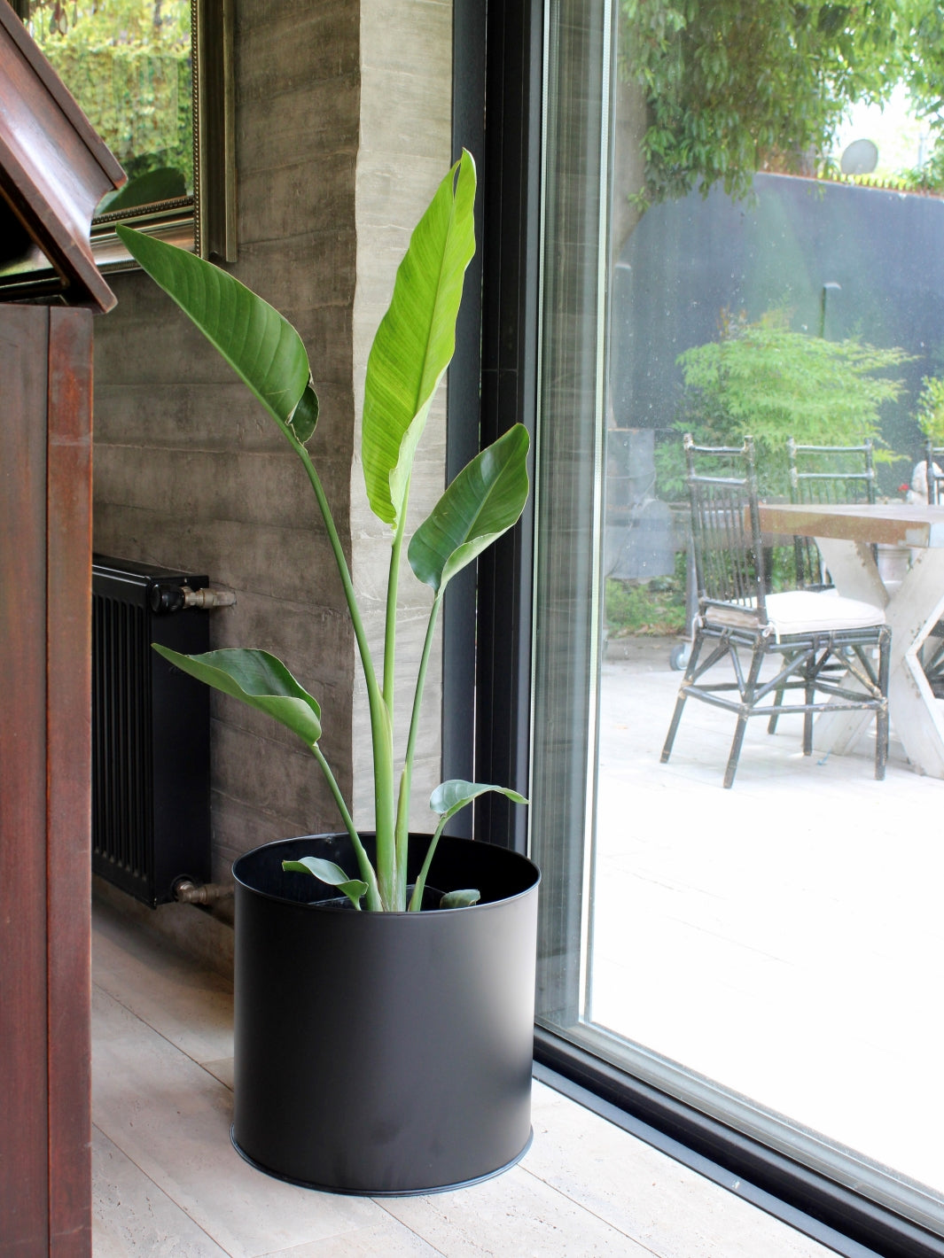 Nicolas XL (Strelitzia Nicolai)