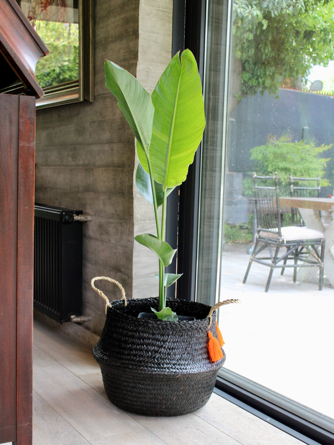 Nicolas XL (Strelitzia Nicolai)