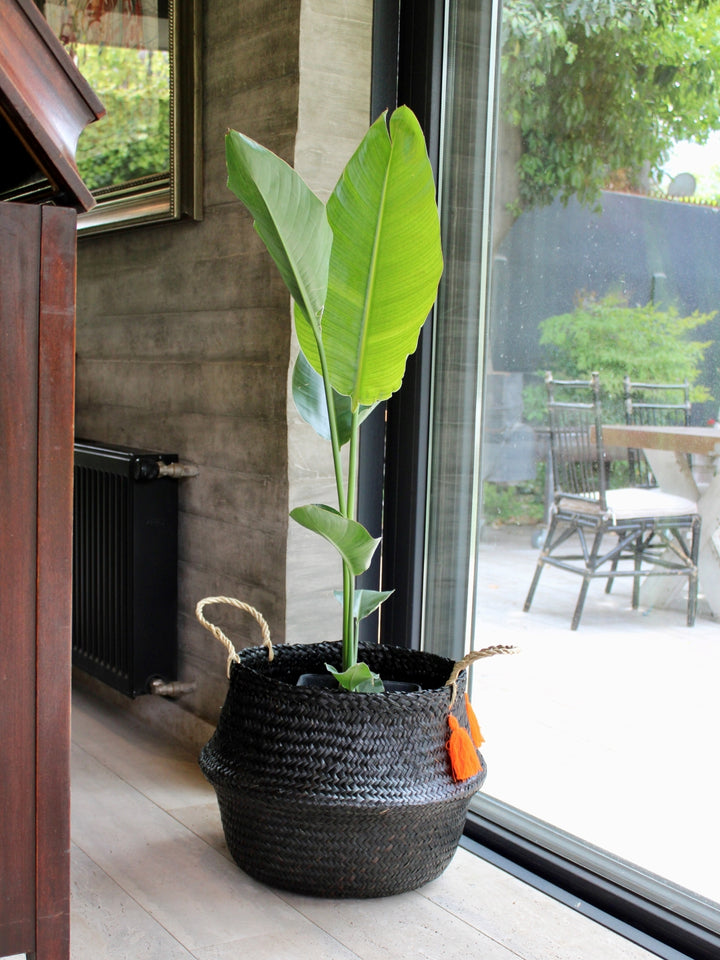 Nicolas XL (Strelitzia Nicolai)