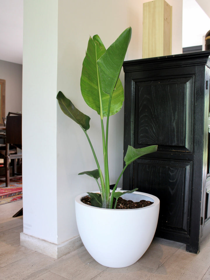 Nicolas XL (Strelitzia Nicolai)