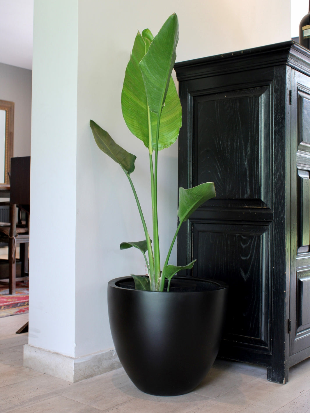 Nicolas XL (Strelitzia Nicolai)