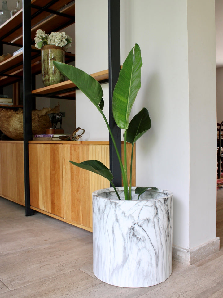 Nicolas XL (Strelitzia Nicolai)
