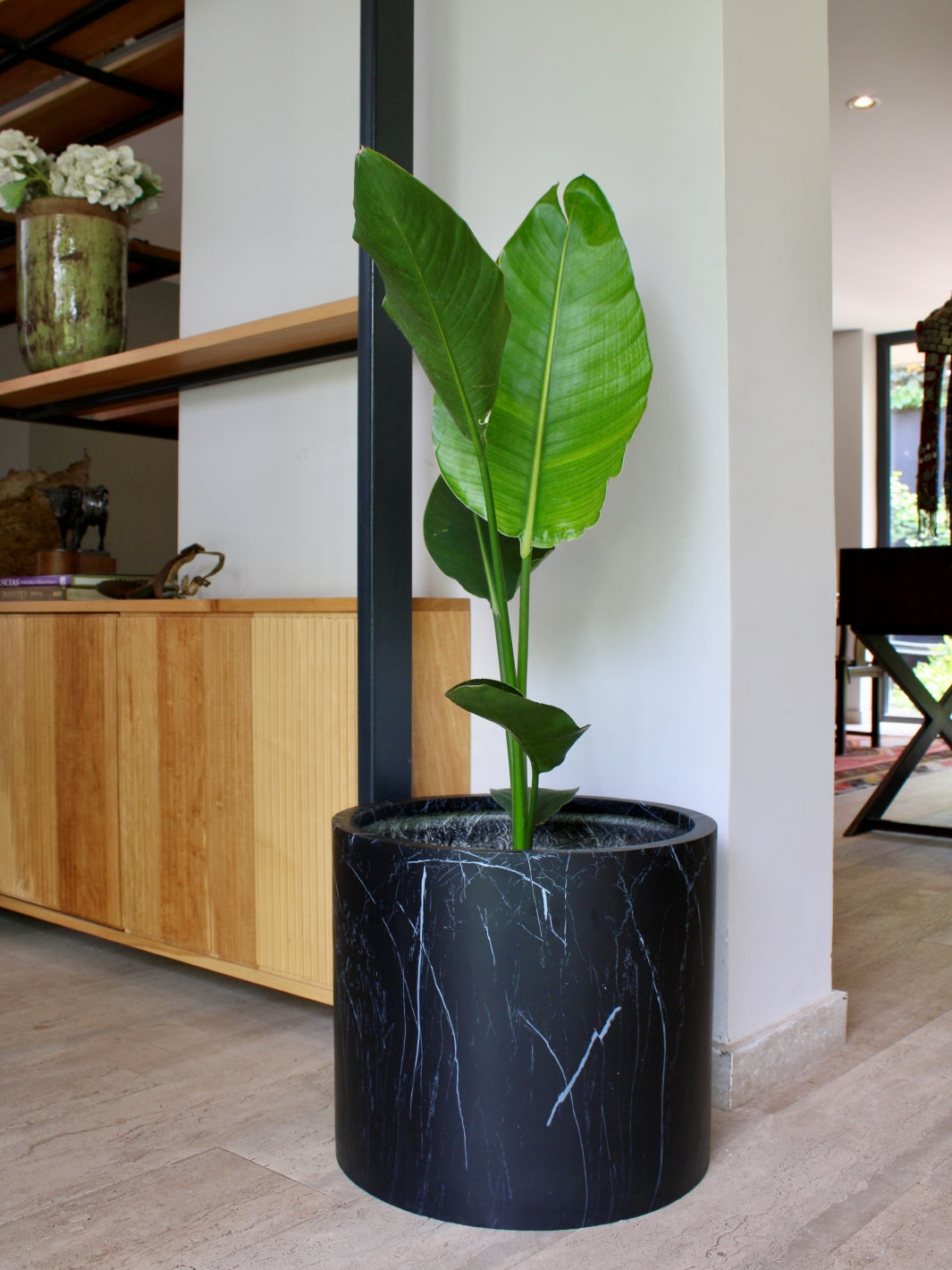 Nicolas XL (Strelitzia Nicolai)