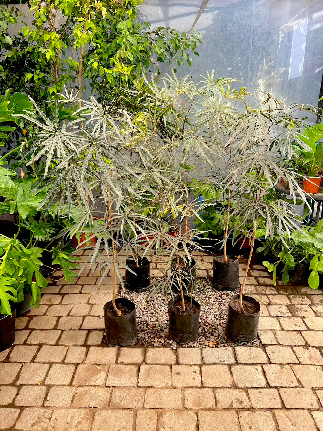 Aria XL (Aralia Elegantissima)