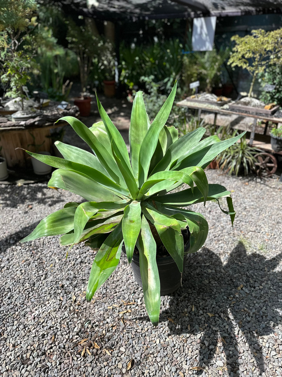 Agave Atenuata XL