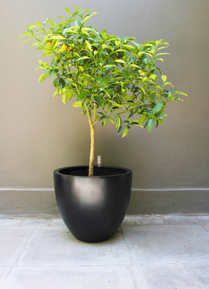 Karin XL (Kumquat)