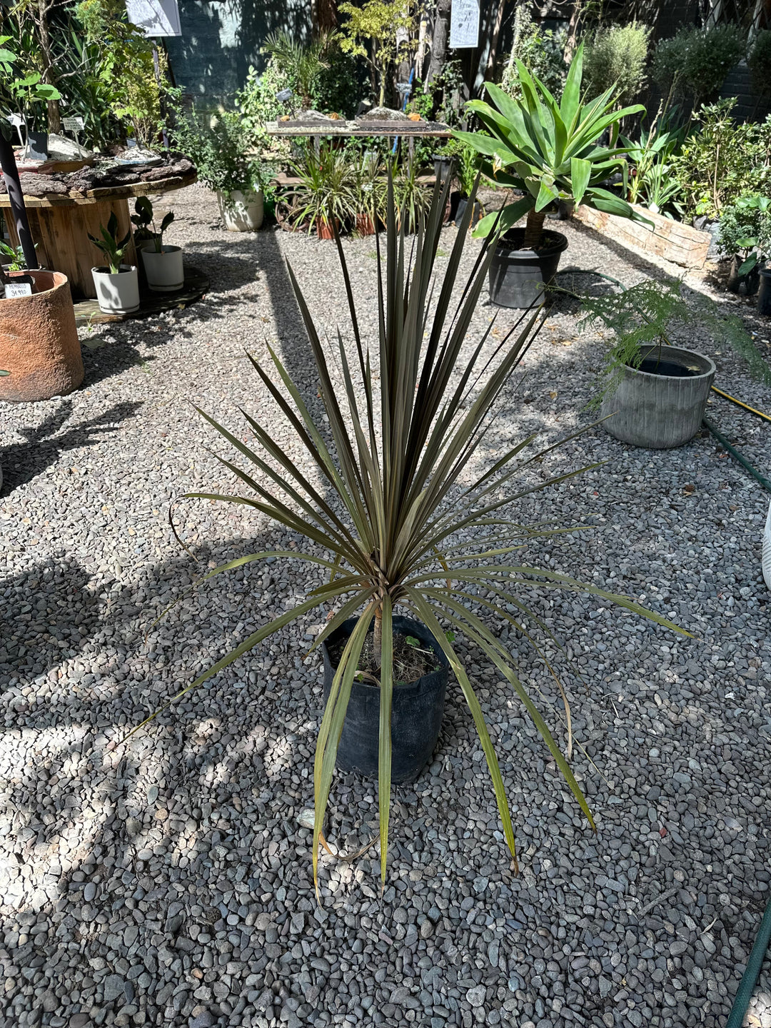 Dracena Roja