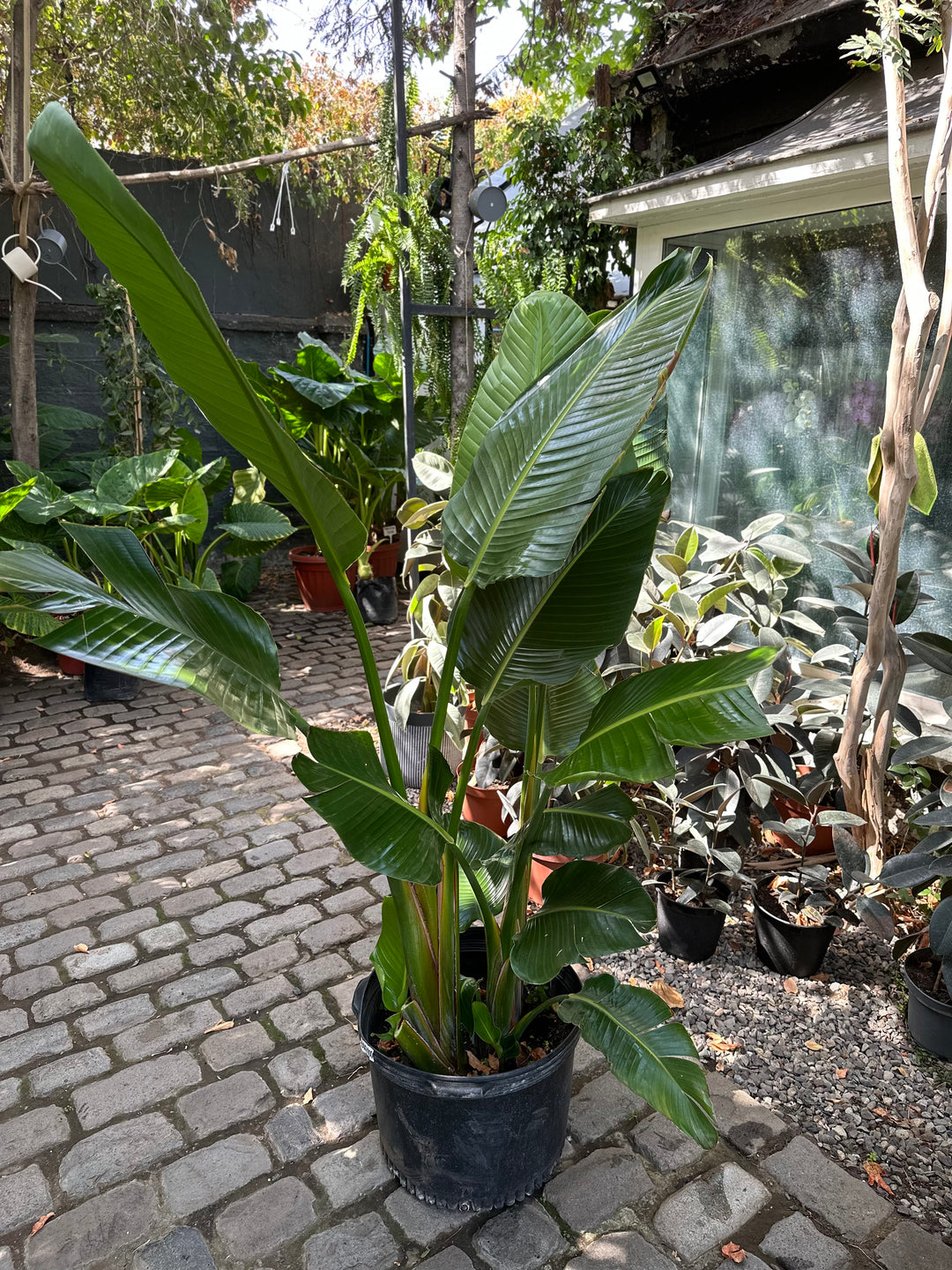 Nicolas XXL (Strelitzia Nicolai)