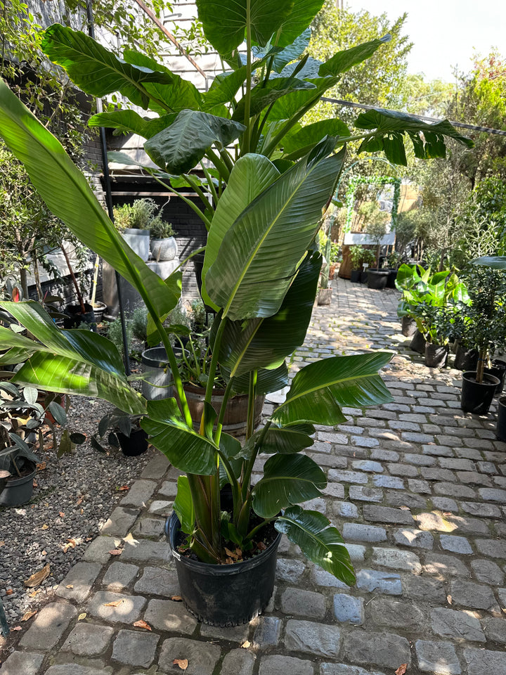 Nicolas XXL (Strelitzia Nicolai)