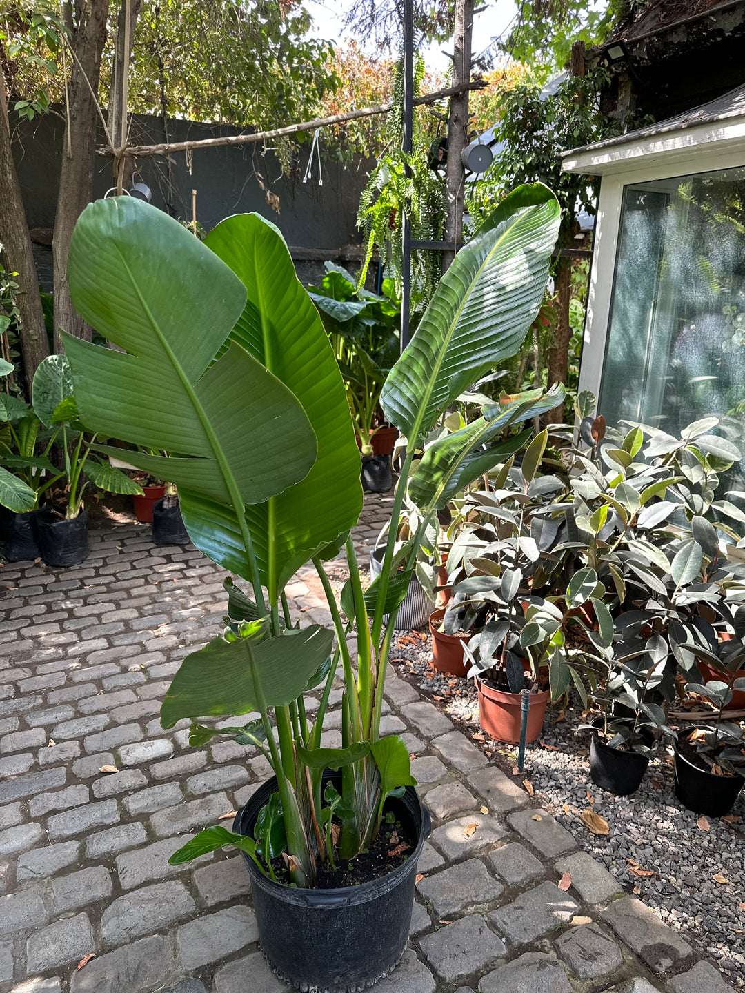 Nicolas XXL (Strelitzia Nicolai)