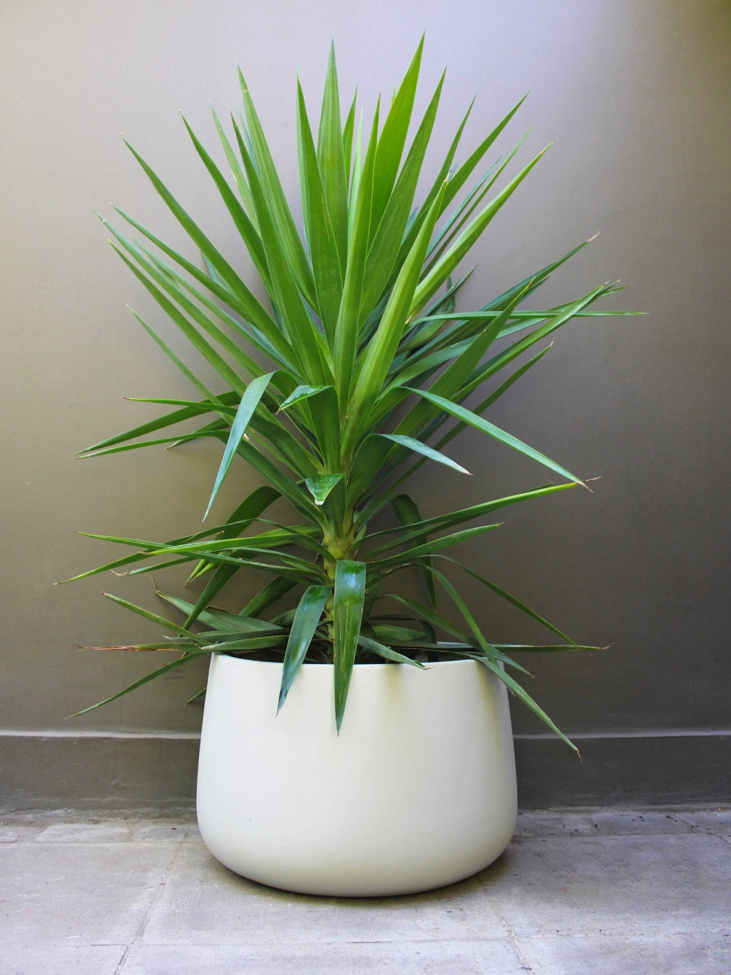 Yuli (Dracena Yucca)