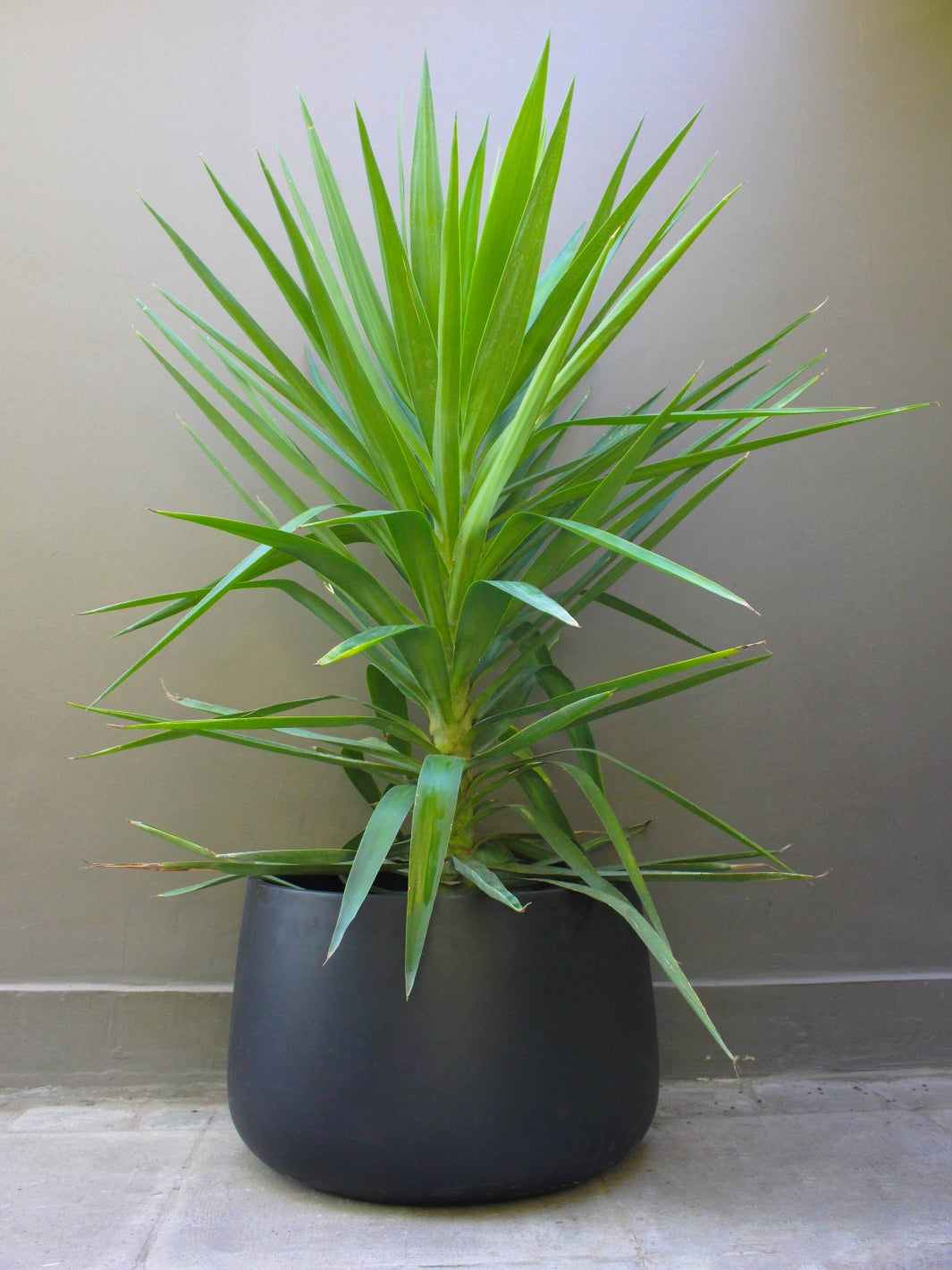 Yuli (Dracena Yucca)