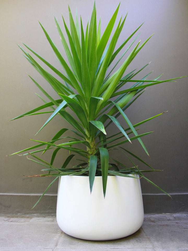 Yuli (Dracena Yucca)