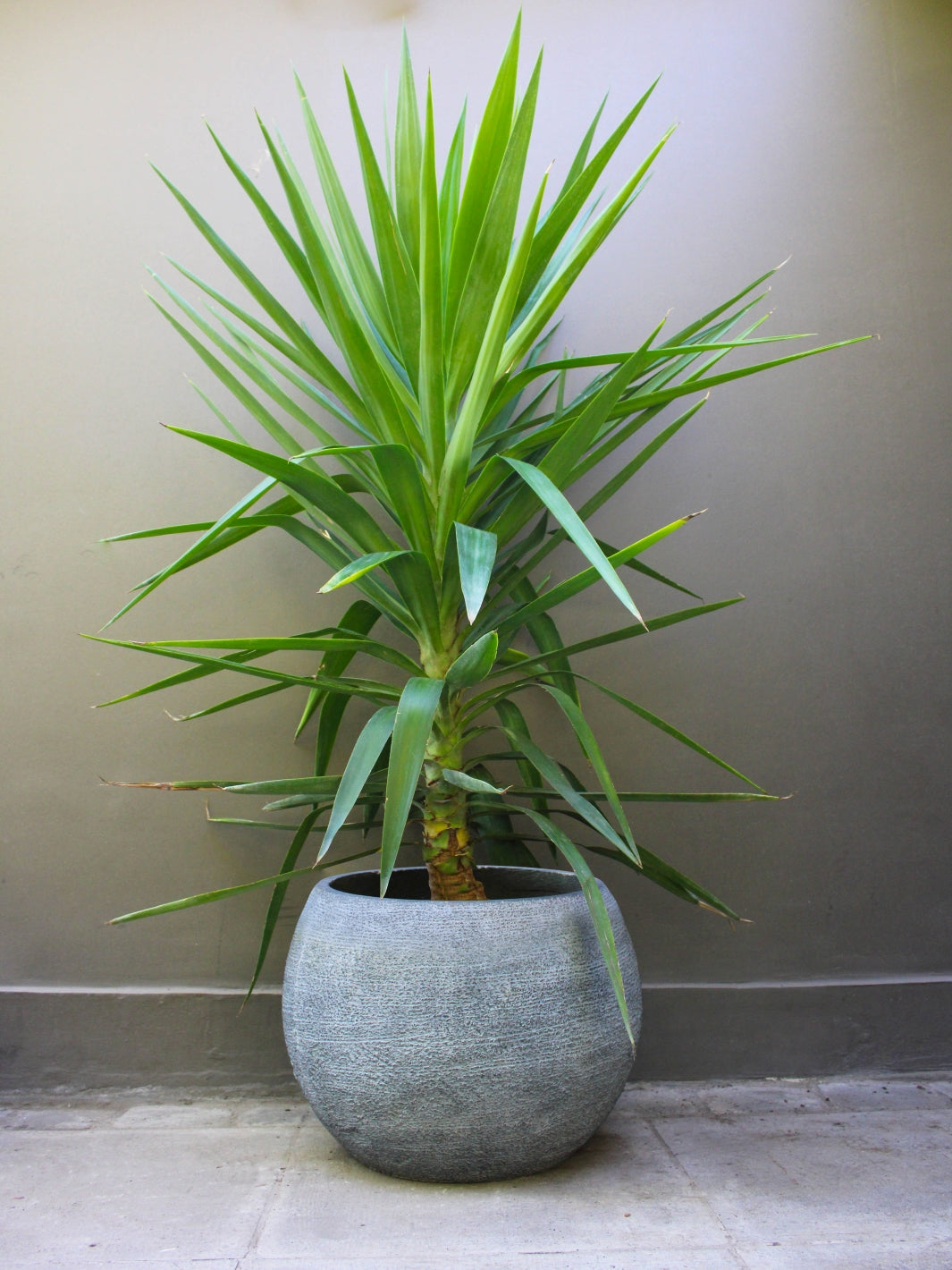 Yuli (Dracena Yucca)