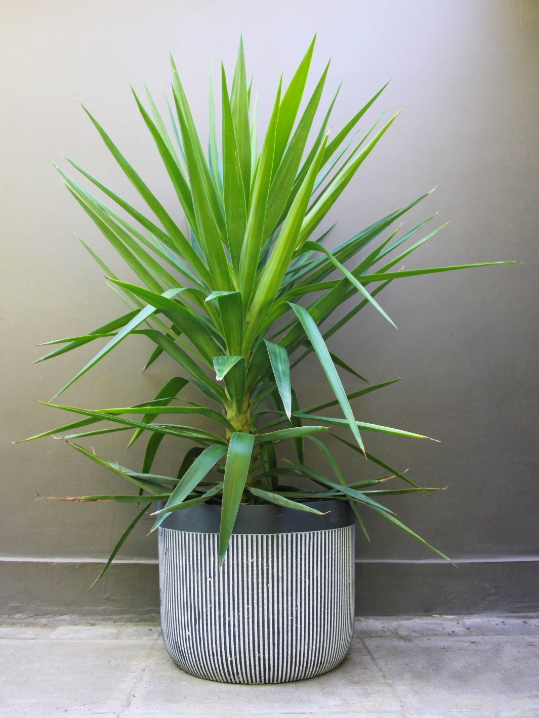 Yuli (Dracena Yucca)