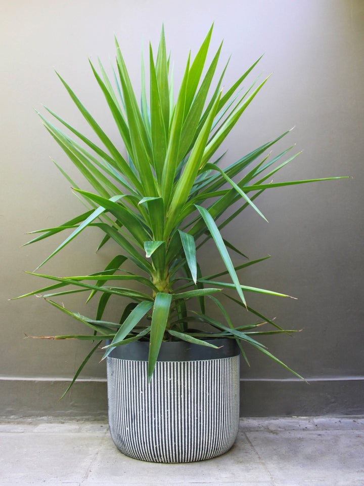 Yuli (Dracena Yucca)