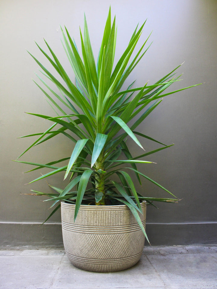 Yuli (Dracena Yucca)