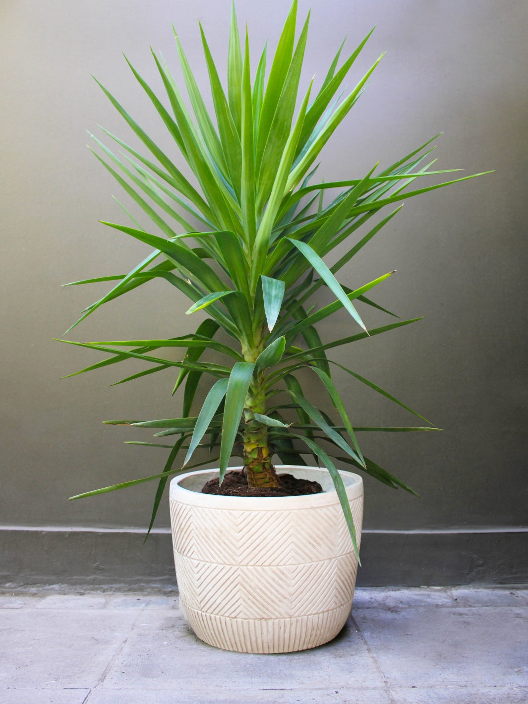 Yuli (Dracena Yucca)