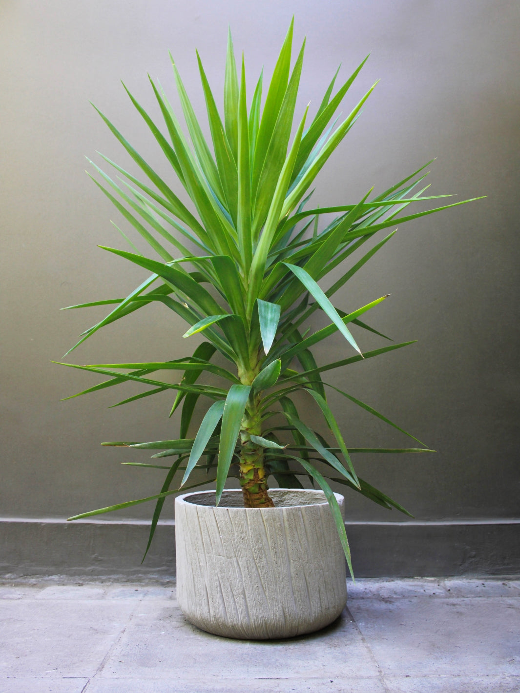 Yuli (Dracena Yucca)