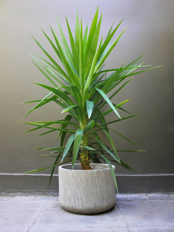 Yuli (Dracena Yucca)