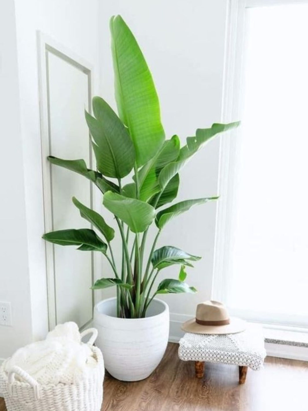 Nicolas XXL (Strelitzia Nicolai)