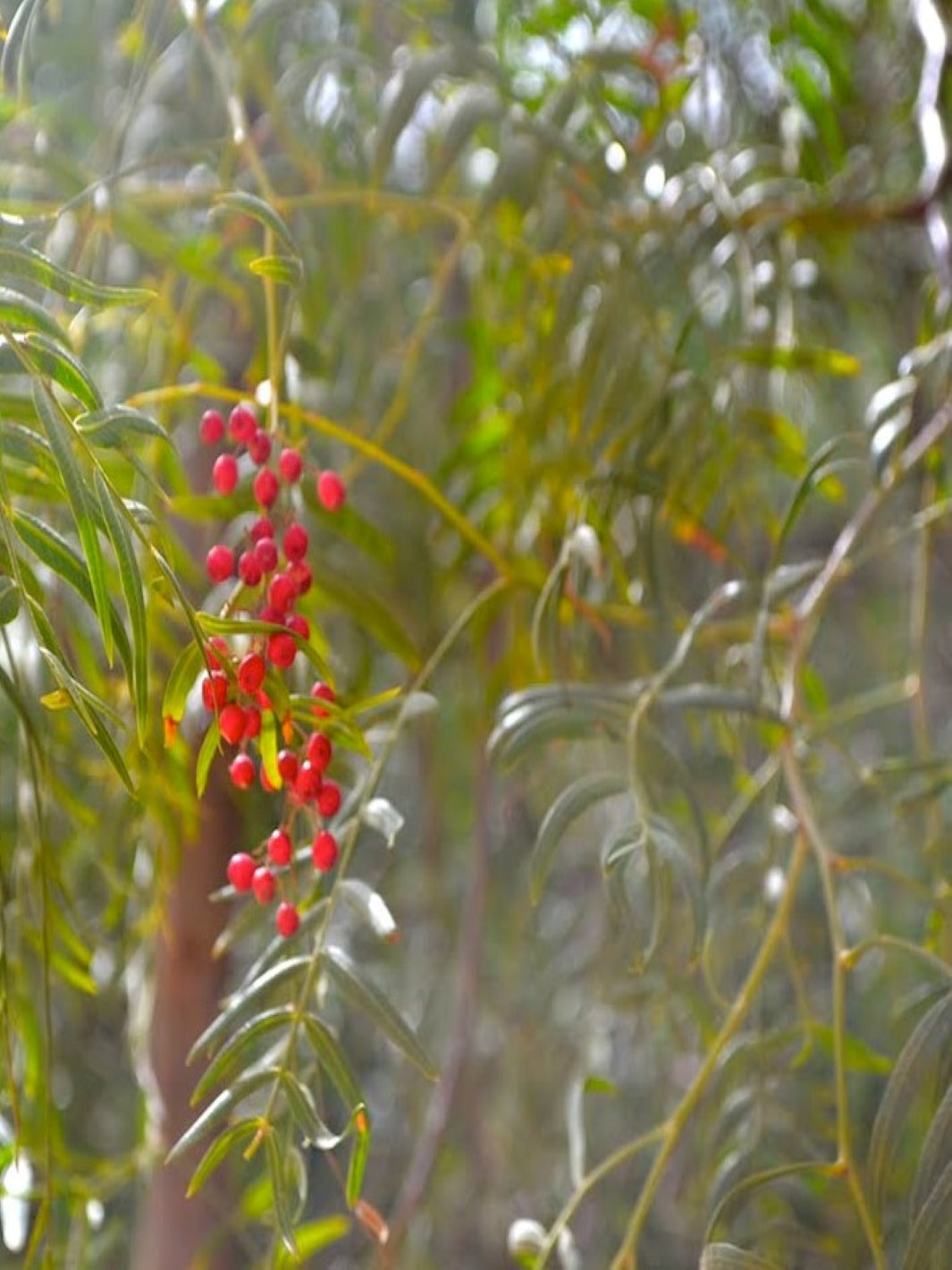 Pimiento (Schinus molle)