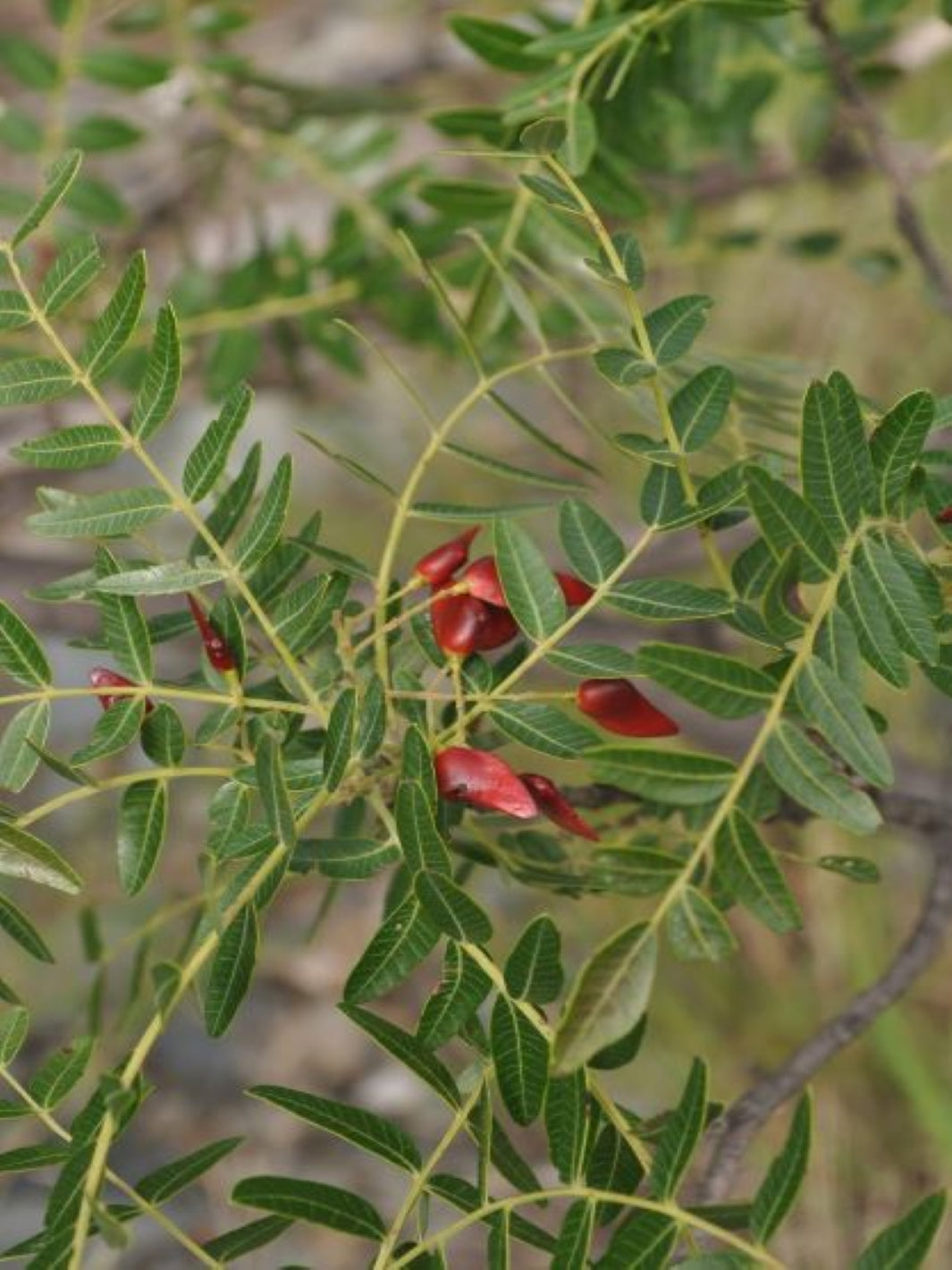 Quebracho (Senna candolleana)