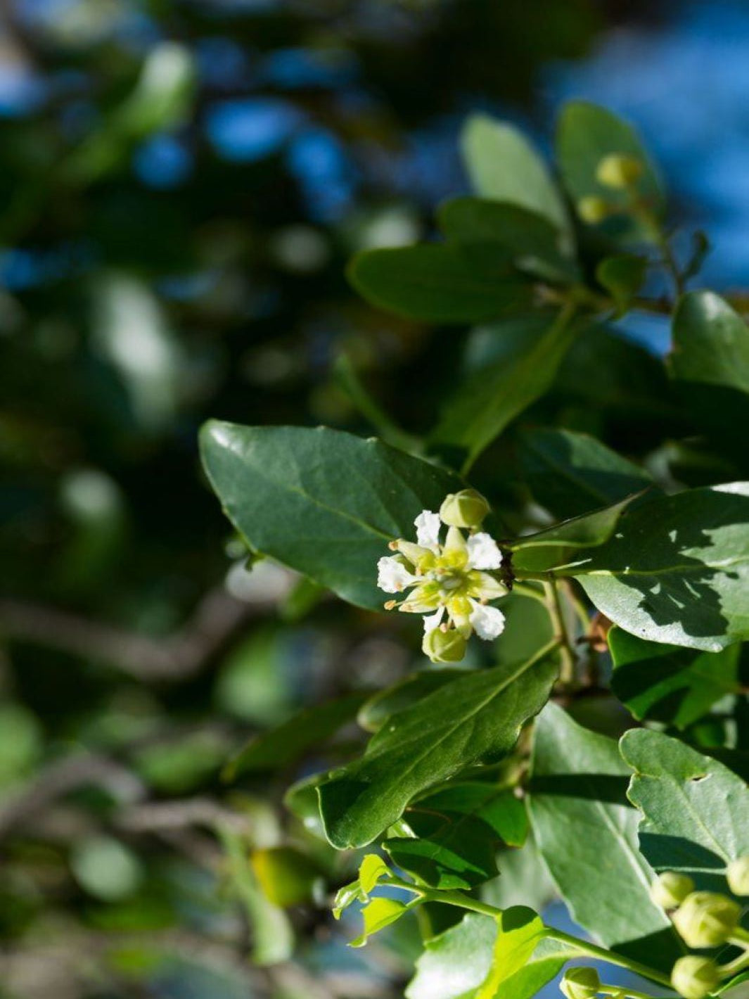 Quillay (Quillaja saponaria)