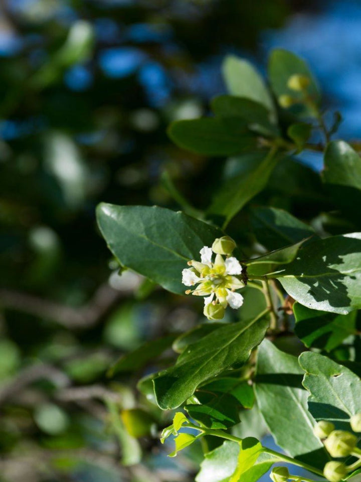 Quillay (Quillaja saponaria)