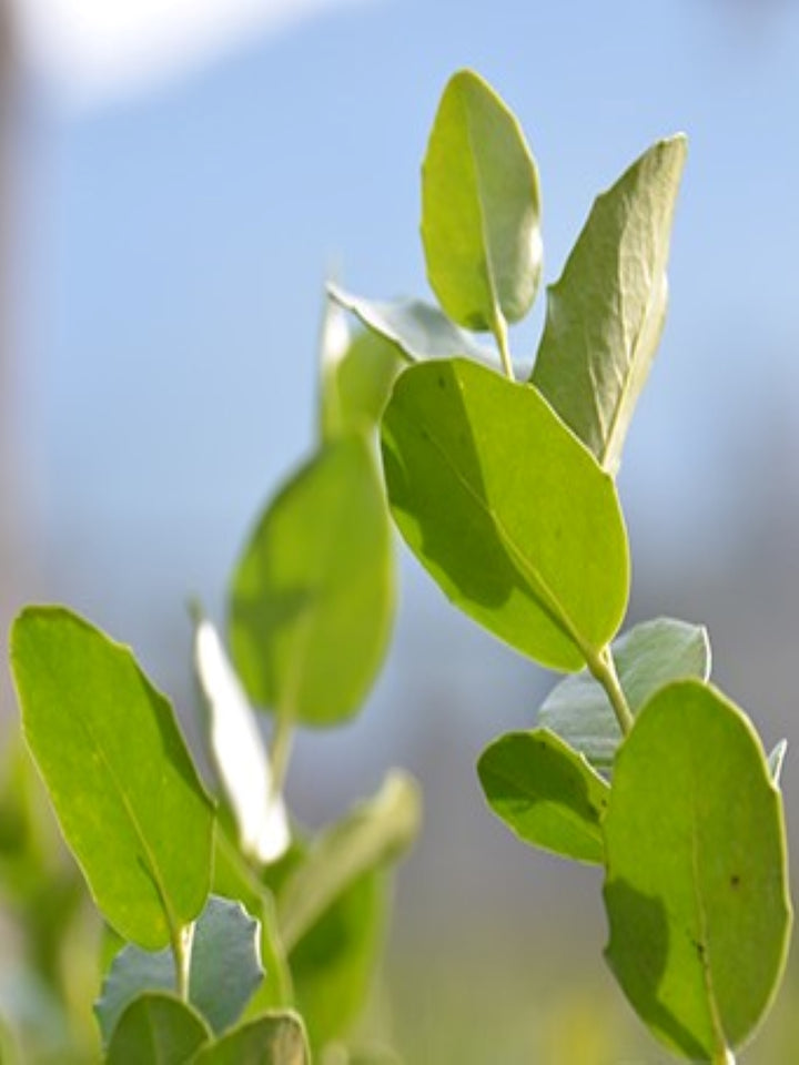 Quillay (Quillaja saponaria)