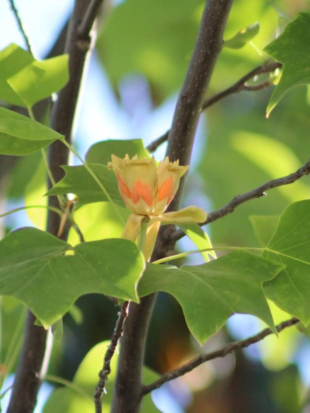 Tulipero (Liriodendron Tulipifera)
