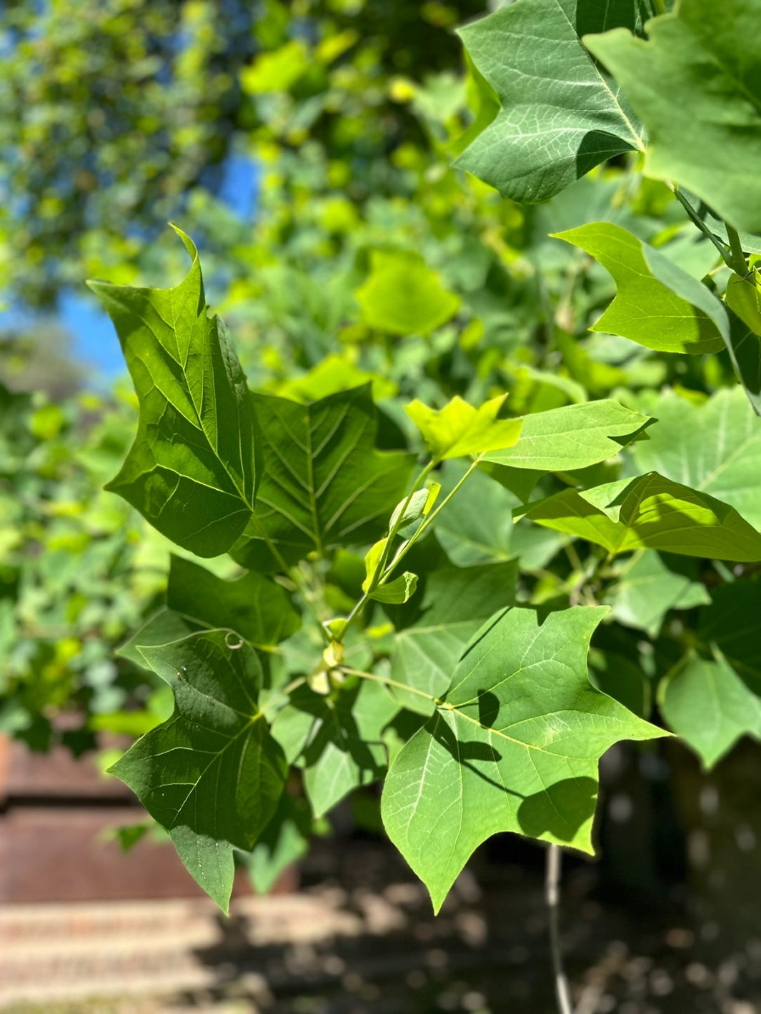 Tulipero (Liriodendron Tulipifera)