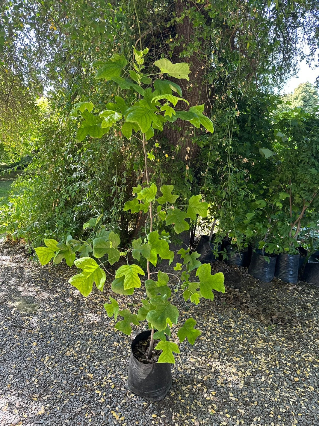 Tulipero (Liriodendron Tulipifera)