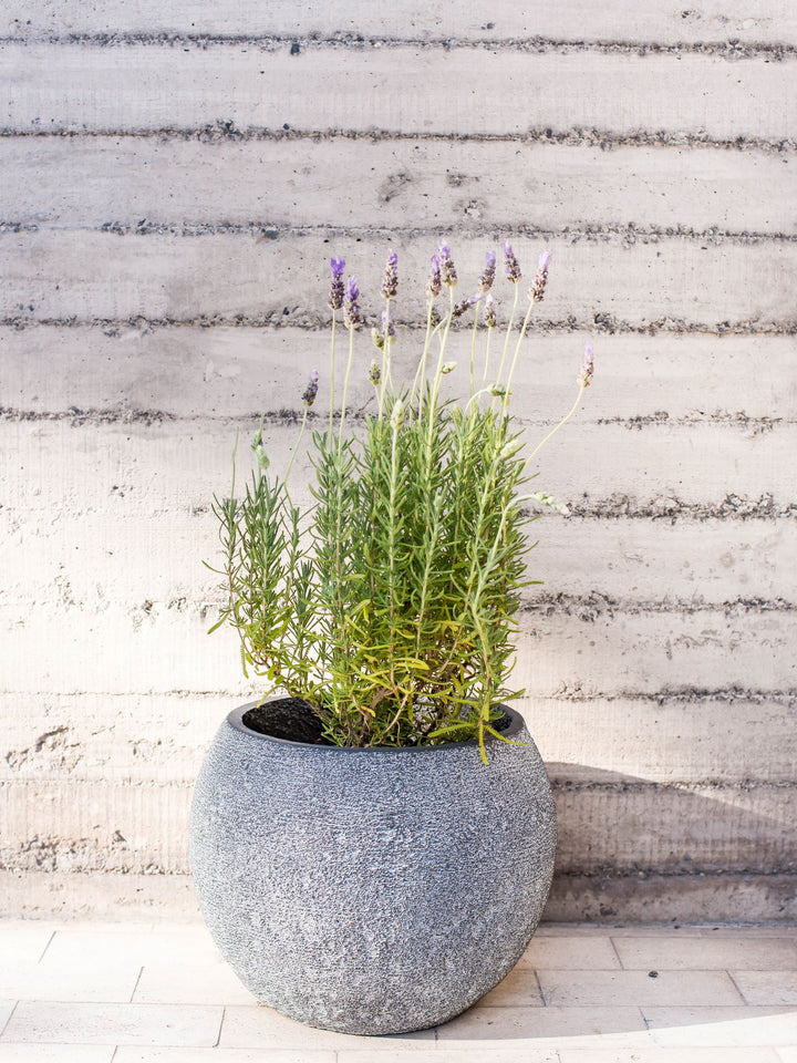 Laura (Lavanda)