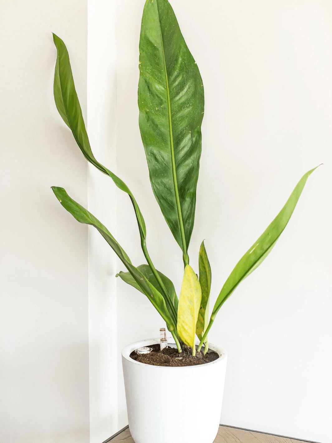 Antonia (Anturio Coriaceum) - PlantMe Chile