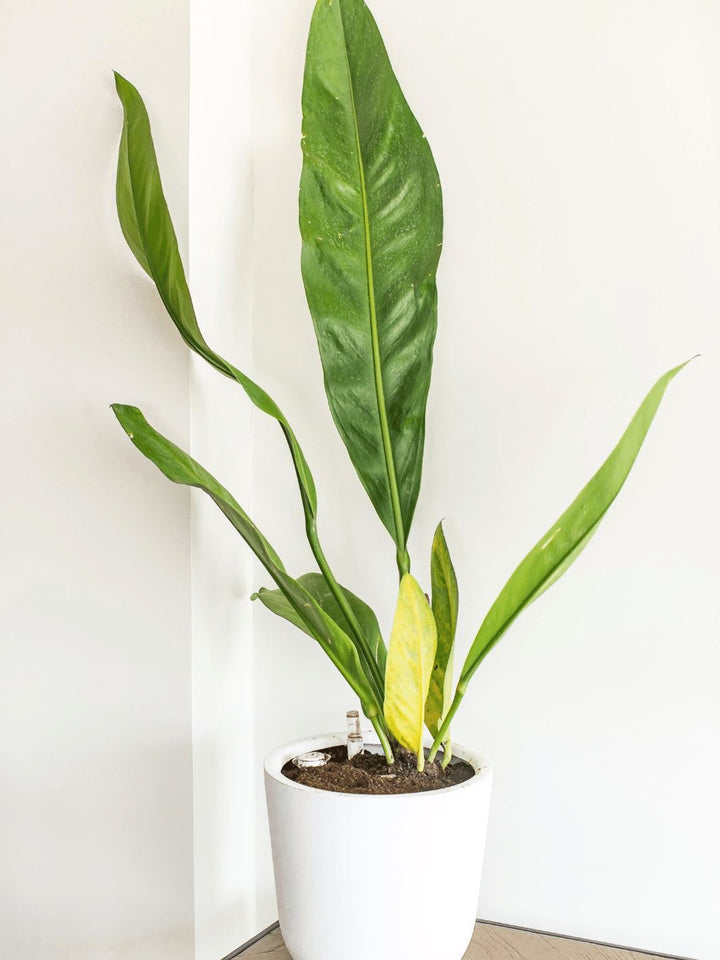 Antonia (Anturio Coriaceum) - PlantMe Chile