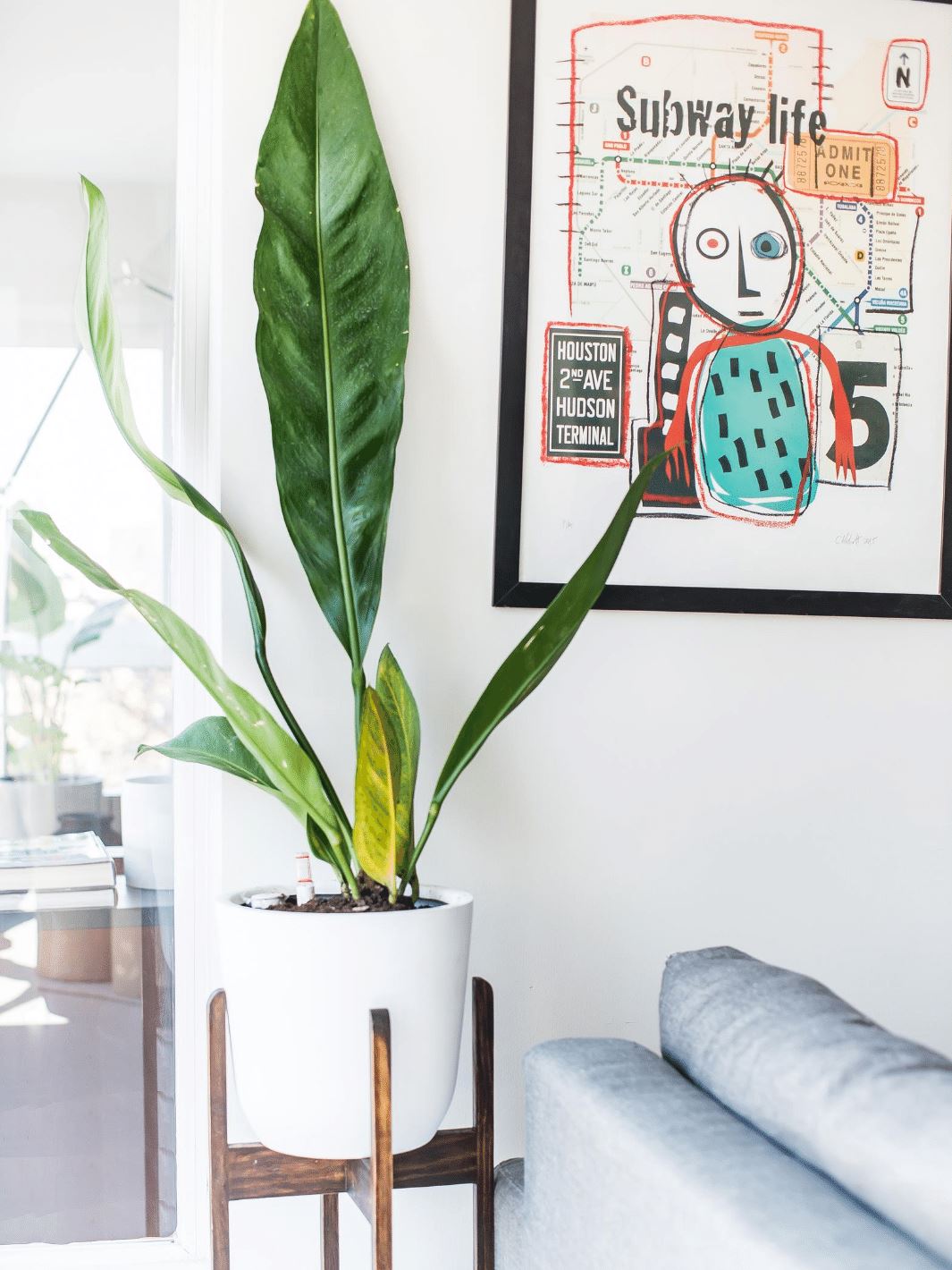 Antonia (Anturio Coriaceum) - PlantMe Chile