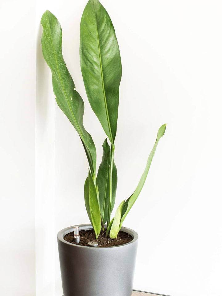 Antonia (Anturio Coriaceum) - PlantMe Chile