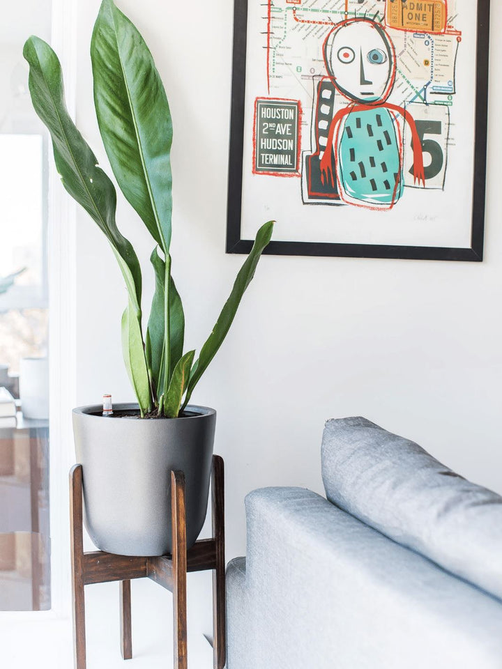 Antonia (Anturio Coriaceum) - PlantMe Chile