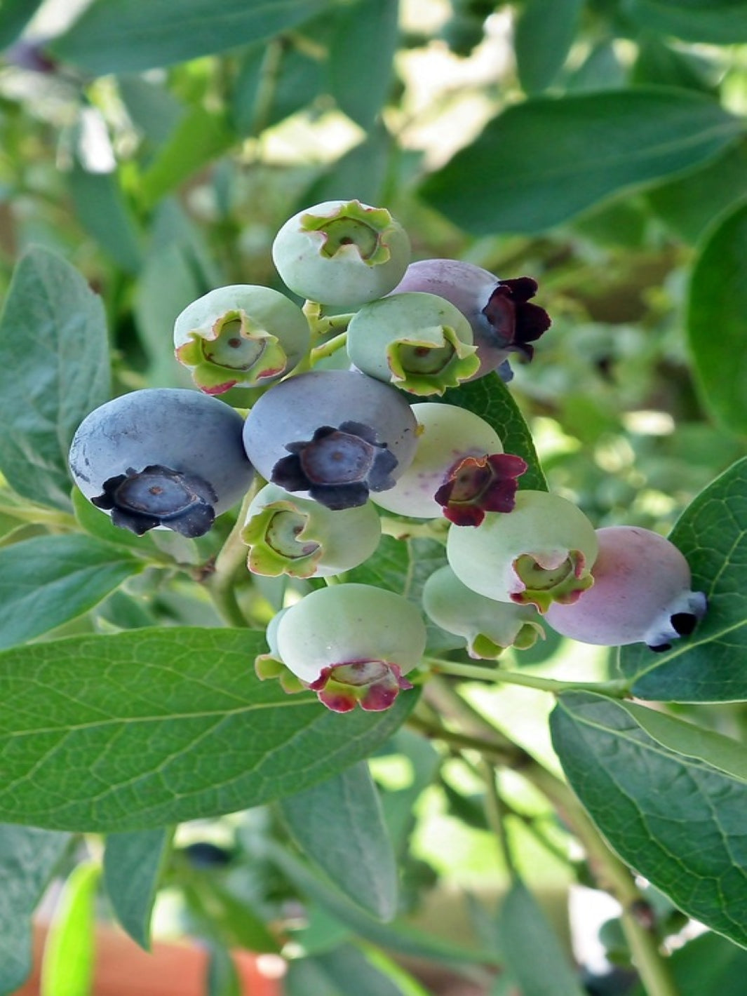 Arándano (Vaccinium Corymbosum)