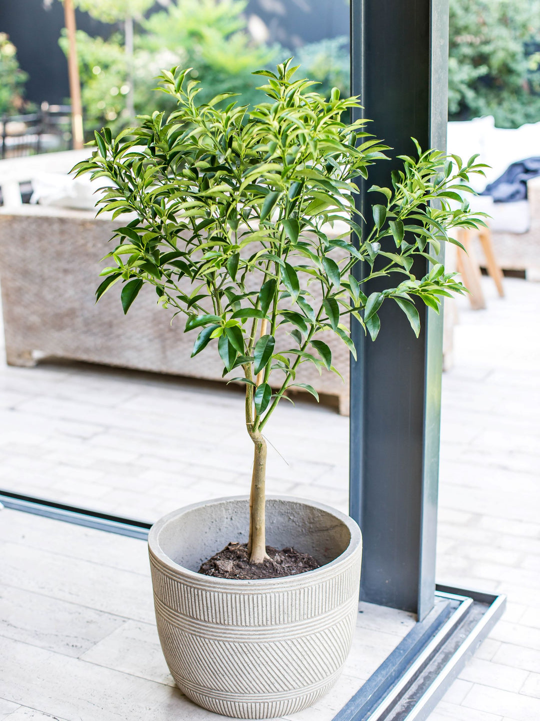 Karin XL (Kumquat)